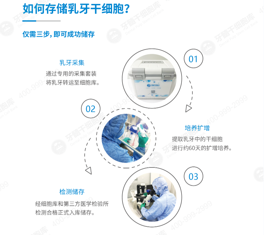 王松灵院士最新分享!牙髓干细胞在促使再生生物牙根和神经修复方面大有可为(图5)