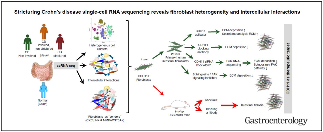 什么是Acdh友谊消化 ｜ 《胃肠病学》前沿速递——第7期：CDH11是治疗CD肠狭窄的潜在靶点_https://www.jmylbn.com_新闻资讯_第10张