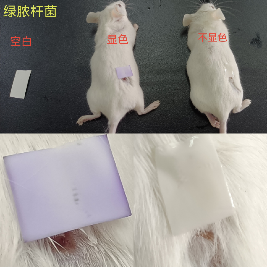 ͼƬ