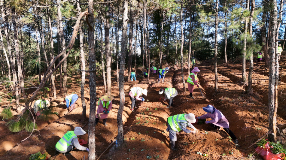 保山市施甸縣森林資源及林下經(jīng)濟(jì)開發(fā)項(xiàng)目在酒房鄉(xiāng)麥地山開工