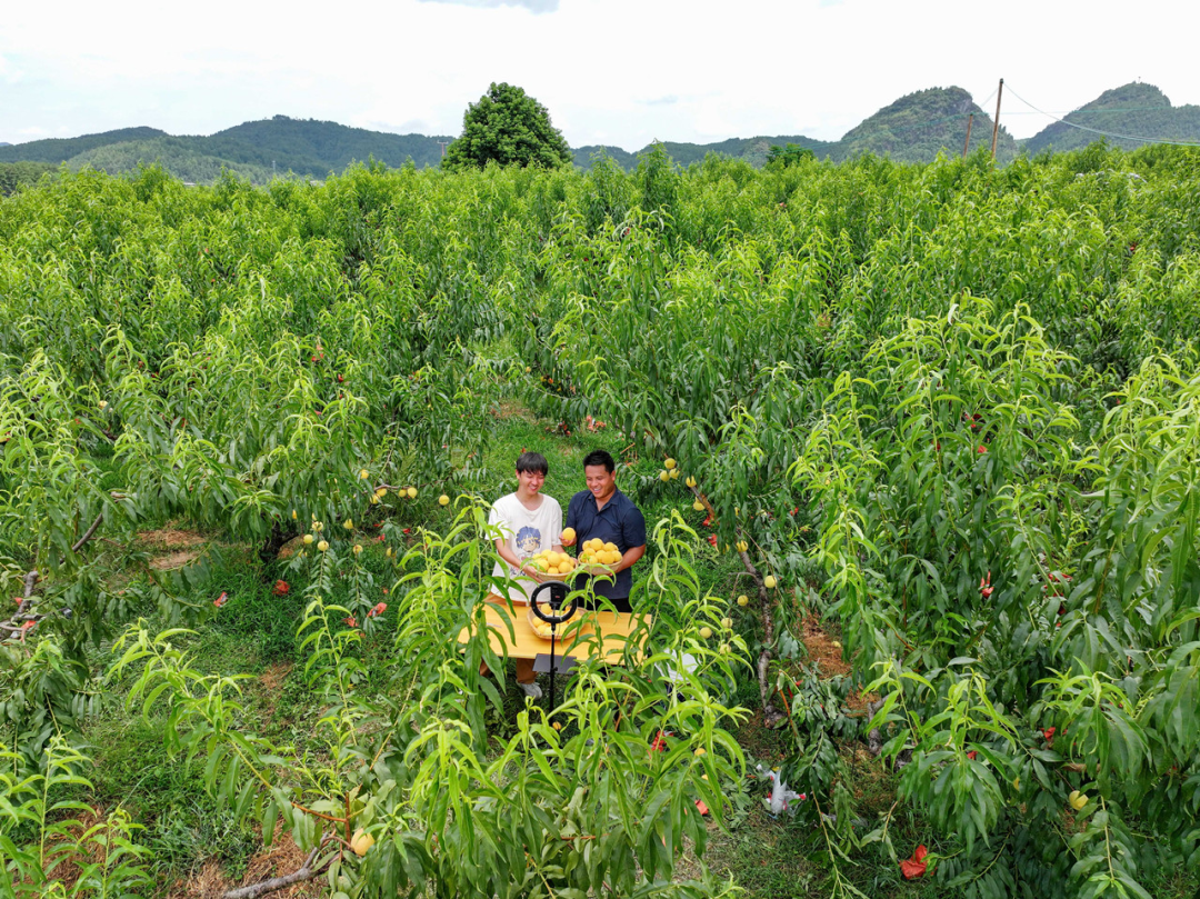玉屏:春晖产业园黄桃喜丰收 结出“甜蜜”致富果