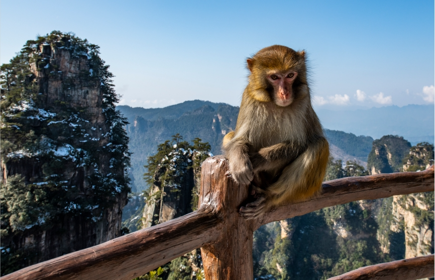 张家界挤满韩国人真相来了
