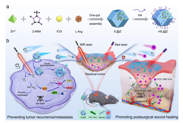 Nature Communications原位水凝胶喷剂——术后肿瘤复发转移和伤口愈合治疗新工具