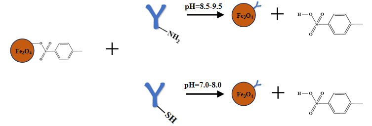 新品推荐│东纳生物1.6 μm甲苯磺酰基磁珠