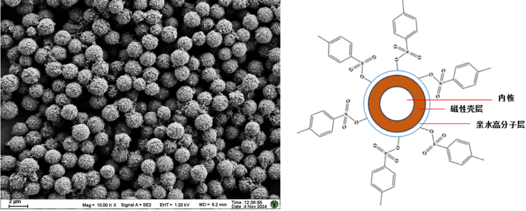 新品推荐│东纳生物1.6 μm甲苯磺酰基磁珠