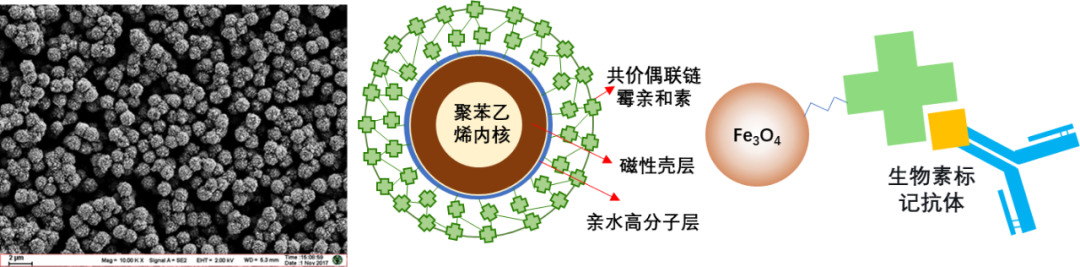 新品推荐│具有化学发光高信噪比性能的1微米链霉亲和素磁珠（改性）