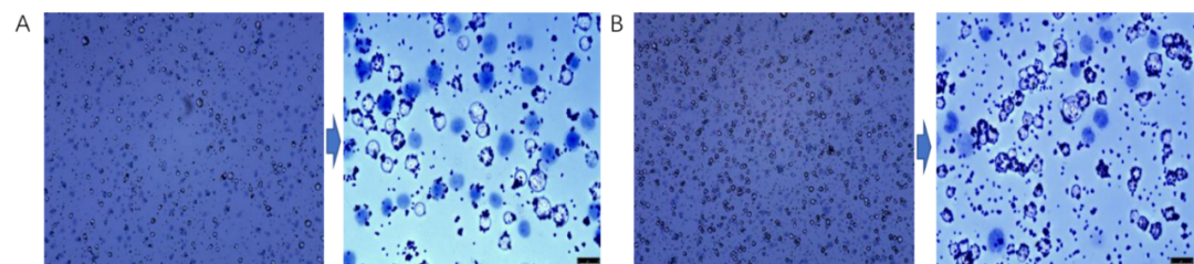东纳免疫微纳米磁珠,助力细胞分选/激活