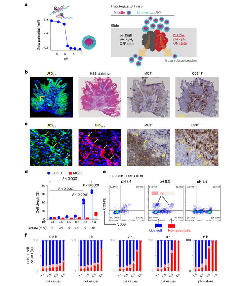 热点研究│Nat BME：基于pH敏感纳米探针测量癌细胞周围的极化酸性区域