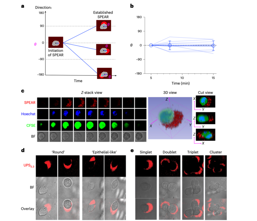 热点研究│Nat BME：基于pH敏感纳米探针测量癌细胞周围的极化酸性区域