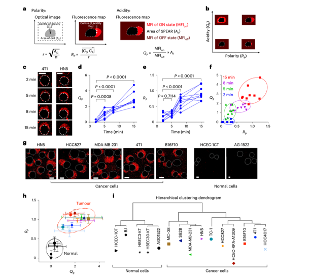 热点研究│Nat BME：基于pH敏感纳米探针测量癌细胞周围的极化酸性区域