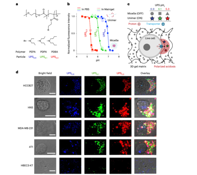 热点研究│Nat BME：基于pH敏感纳米探针测量癌细胞周围的极化酸性区域