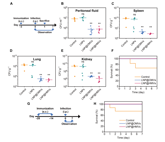 Sci Adv: 细胞膜功能化载药脂质纳米粒：双靶向、高效抗菌、激活免疫