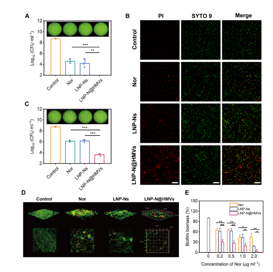 Sci Adv: 细胞膜功能化载药脂质纳米粒：双靶向、高效抗菌、激活免疫
