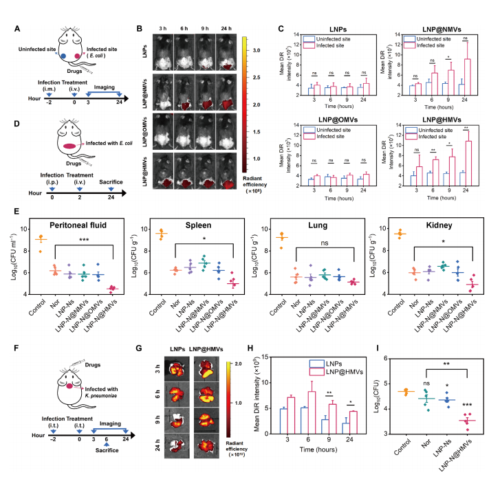 Sci Adv: 细胞膜功能化载药脂质纳米粒：双靶向、高效抗菌、激活免疫
