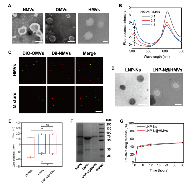 Sci Adv: 细胞膜功能化载药脂质纳米粒：双靶向、高效抗菌、激活免疫