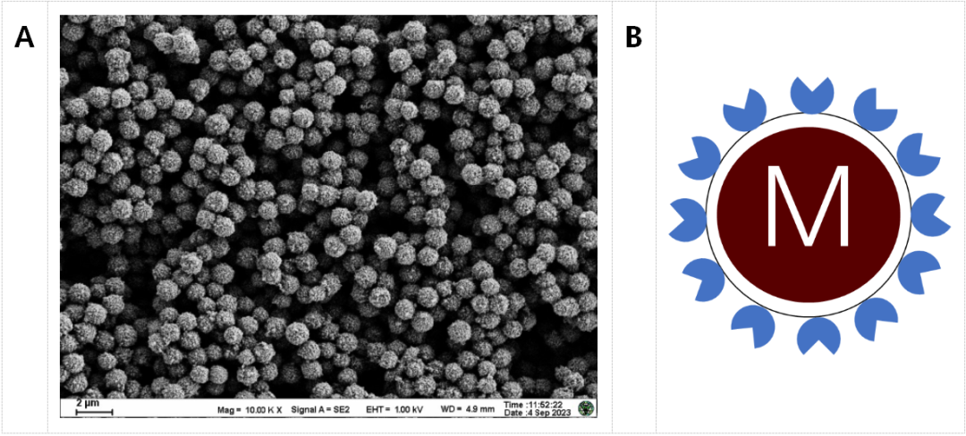 新品推荐│东纳生物推出MagBeads®刀豆蛋白A磁珠