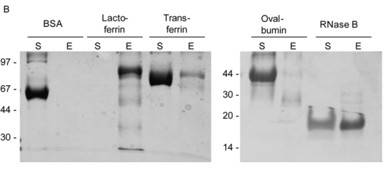 新品推荐│东纳生物推出MagBeads®刀豆蛋白A磁珠