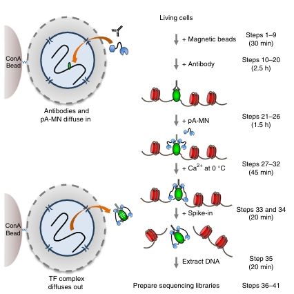 新品推荐│东纳生物推出MagBeads®刀豆蛋白A磁珠