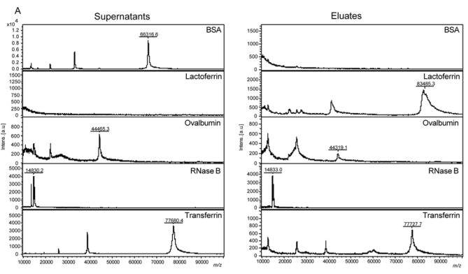 新品推荐│东纳生物推出MagBeads®刀豆蛋白A磁珠