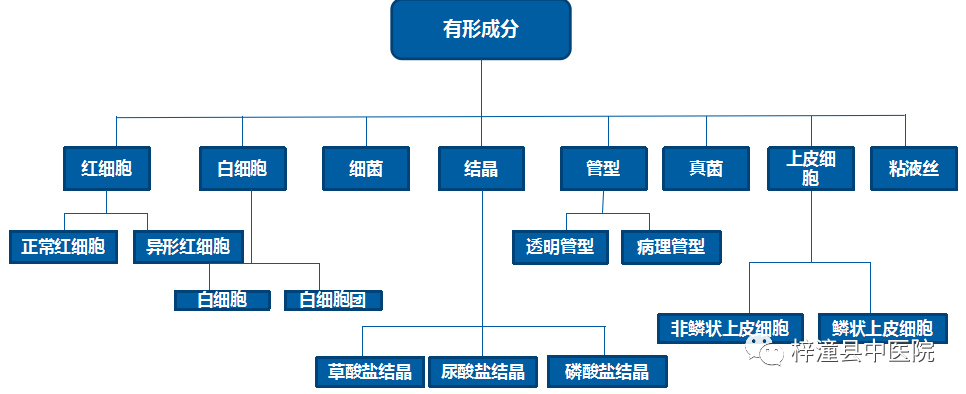 医院尿检仪器怎么卖【尿液科普】梓潼县中医院检验科尿液检查仪器升级了_https://www.jmylbn.com_新闻资讯_第5张