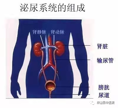 医院尿检仪器怎么卖【尿液科普】梓潼县中医院检验科尿液检查仪器升级了_https://www.jmylbn.com_新闻资讯_第3张