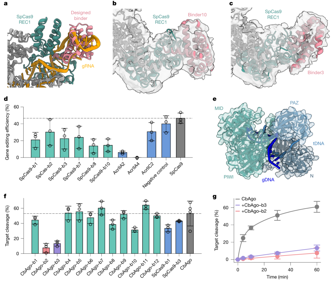 <b>图4. 针对核酸引导多结构域核酸酶的从头结合剂设计。</b>a 为 SpCas9 REC1 结构域与向导 RNA 结合的局部放大图（PDB 4ZT0），标注了设计结合剂的结合口袋；b 为 binder3 与 apo 形式 SpCas9 结合的冷冻电镜结构，REC1 结构域为绿色，其余部分为灰色，叠加了灰色的冷冻电镜密度；c 为 binder10 与 apo 形式 SpCas9 结合的冷冻电镜结构，标注方式同 b；d 为 HEK293T 细胞中 SpCas9 基因编辑效率实验，显示设计的结合剂（绿色柱）能显著降低编辑效率，部分效果优于天然抗 CRISPR 蛋白（蓝色柱）；e 为结合 gDNA 和 tDNA 的 Clostridium butyricum Argonaute（CbAgo）结构示意图（PDB 6QZK），标注了设计靶向的 PAZ 结构域及 N+PIWI 结构域；f 为 CbAgo 介导的 tDNA 切割实验，显示设计的结合剂（绿色柱）能强效抑制切割活性；g 为时间依赖性的 CbAgo-gDNA 介导靶 DNA 切割曲线，显示加入 binder2（粉色线）或 binder3（紫色线）后，切割效率显著低于无结合剂组（灰色线），证实了结合剂对核酸酶活性的抑制作用。