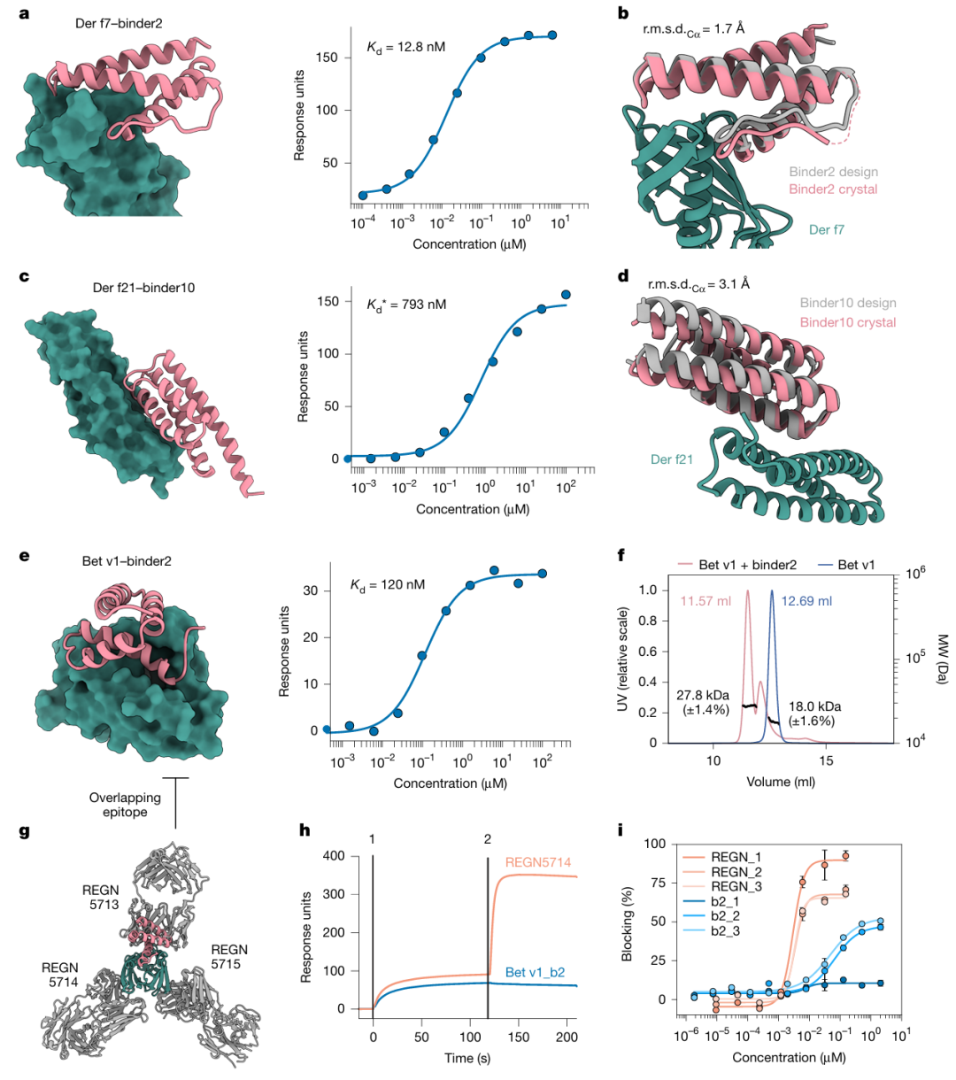 <b>图3. 阻断常见过敏原表位的结合剂设计。</b>a 左侧为针对尘螨过敏原 Der f7 的 binder2 设计模型，右侧为 SPR 测定的二者结合亲和力（Kd=12.8 nM）；b 为 Der f7-binder2 复合物的晶体结构（彩色）与设计模型（灰色）叠加图，验证了设计的结构准确性；c 左侧为针对尘螨过敏原 Der f21 的 binder10 设计模型，右侧为 SPR 测定的二者结合亲和力（Kd*=793 nM）；d 为 Der f21-binder10 复合物的晶体结构（彩色）与设计模型（灰色）叠加图，因界面酪氨酸的旋转异构体构象差异，backbone 的 RMSD 为 3.1 Å；e 左侧为针对桦树过敏原 Bet v1 的 binder2 设计模型，右侧为 SPR 测定的二者结合亲和力（Kd=120 nM）；f 为 SEC-MALS 分析显示 Bet v1（蓝色，预期分子量 18.5 kDa）与 binder2（橙色，预期分子量 29.3 kDa）形成 1:1 复合物（实测分子量 27.8 kDa）；g 为 Bet v1 与商业抗 Bet v1 REGN 抗体混合物结合的冷冻电镜结构（PDB 7MXL）；h 为竞争实验证实 binder2 与 REGN5713 抗体靶向 Bet v1 的重叠表位；i 为阻断 ELISA 实验显示，binder2 能像 REGN 抗体混合物一样，阻止 Bet v1 与桦树过敏患者血清中 IgE 的结合，部分患者中阻断率达 50%，体现了其抗过敏治疗潜力。