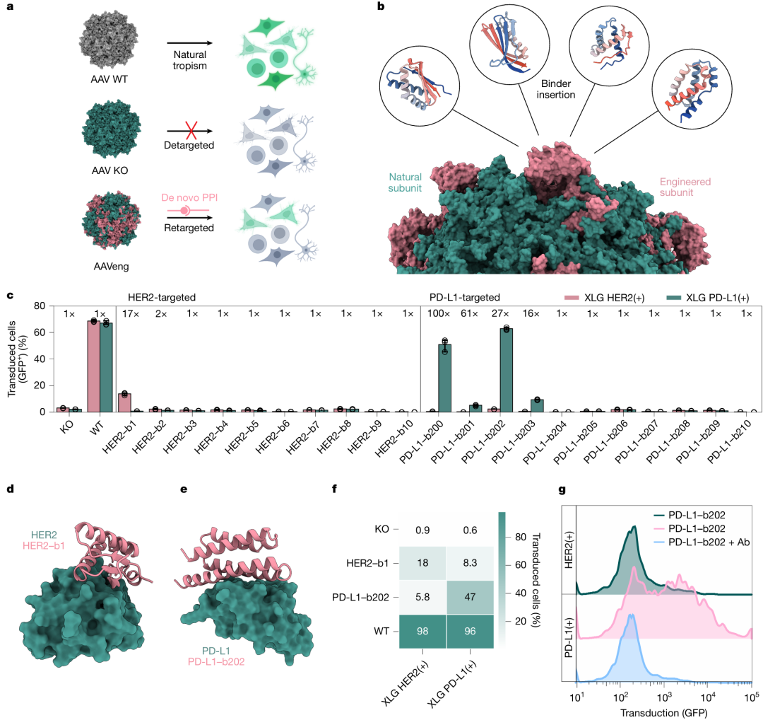 <b>图5. 通过 AAV 工程实现靶向基因递送。</b>该图呈现了利用 BindCraft 设计的结合剂重定向 AAV 载体以实现靶向基因递送的成果：a 为 AAV-cmv-GFP 重定向的示意图，展示了通过插入细胞类型受体特异性迷你蛋白结合剂，替代 AAV 对细胞表面聚糖的天然结合，实现靶向递送；b 为重定向 AAV 颗粒的嵌合组装示意图，包含天然亚基与插入结合剂的工程亚基，形成从头设计的蛋白质 - 蛋白质相互作用；c 为流式细胞术检测不同 AAV 变体对 HER2 或 PD-L1 过表达 HEK293 细胞的转导效率，标注了信号噪声比（× 倍），显示靶向 HER2 和 PD-L1 的 AAV 变体转导特异性显著提升，而野生型（WT）和敲除型（KO）AAV 无特异性；d 为针对 HER2 的 binder1 设计模型；e 为针对 PD-L1 的 binder202 设计模型；f 为热图展示不同 AAV 变体在 HER2 或 PD-L1 过表达细胞上的转导率，验证了靶向变体的特异性；g 为 PD-L1 靶向 AAV 的转导实验，直方图显示加入抗 PD-L1 抗体后，转导效率显著降低，证实设计的结合剂介导了 AAV 与靶标受体的特异性结合，为精准基因治疗提供了新策略。