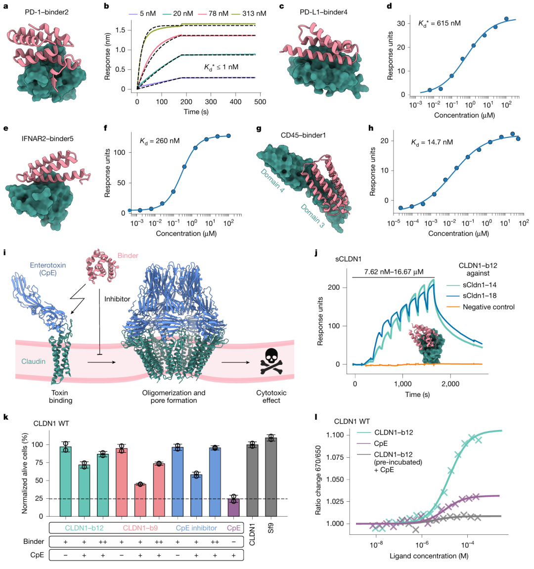<b>图2. 针对细胞表面受体的结合剂设计与功能验证。</b>a 为 binder2 与 PD-1 复合物的设计模型，b 为 BLI 传感器图显示 binder2（双价 Fc 融合形式）与 PD-1 的结合动力学，其 Kd*≤1 nM；c 为 binder4 与 PD-L1 的设计模型，d 为 SPR 测定的二者结合亲和力（Kd*=615 nM）；e 为 binder5 与 IFNAR2 的设计模型，f 为 SPR 测定的二者结合亲和力（Kd=260 nM）；g 为 binder1 与 CD45 的设计模型，h 为 SPR 测定的二者结合亲和力（Kd=14.7 nM）；i 为基于 CpE 的细胞毒性及 CLDN1 结合剂抑制机制的示意图；j 为 SPR 单循环动力学分析显示 CLDN1 结合剂 12 与可溶性 CLDN1 类似物的结合；k 为细胞实验表明 CLDN1 结合剂 9、12 能以浓度依赖方式抑制 CpE 诱导的细胞毒性，效果与已知 CpE 抑制剂相当；l 为 MST 测定显示结合剂 12 可阻断 CpE 与 CLDN1 WT 的结合，验证了结合剂与 CpE 竞争相同结合位点的机制，全面证明了 BindCraft 设计的细胞表面受体结合剂在结构准确性、结合亲和力及功能调控上的有效性。