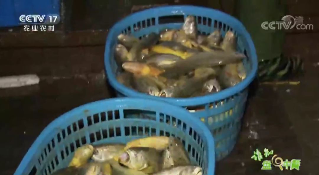 南通美味再上央视！这次聚焦的是如东本港海鲜