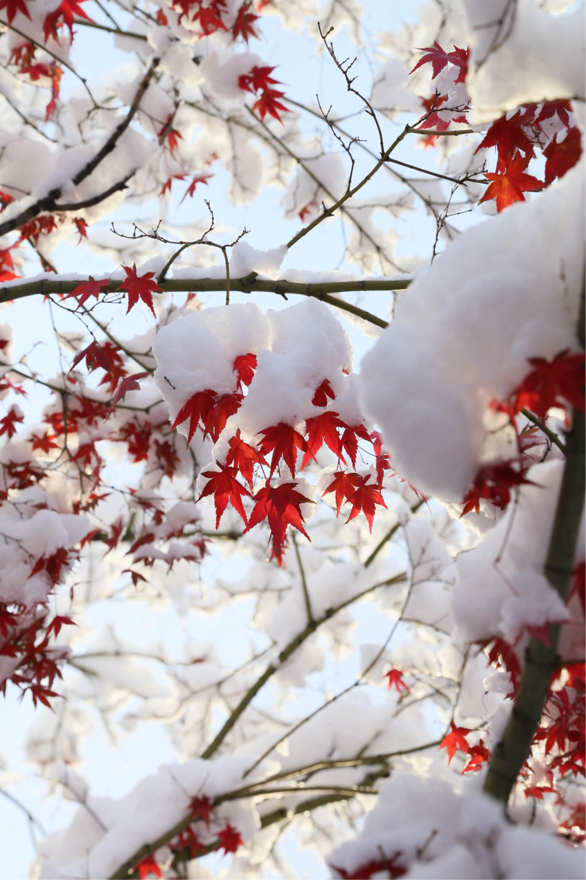 雪后阳光唯美图片图片