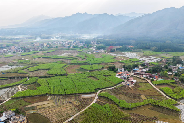 春耕在即，英德市横石水镇溪北村仍有大量甘蔗待收。