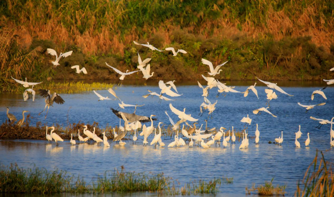 候鸟家园绿美斗门生态摄影比赛圆满落幕
