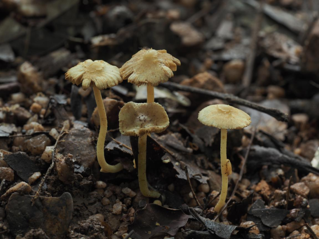 丹霞丝盖伞.丹霞山管委会供图