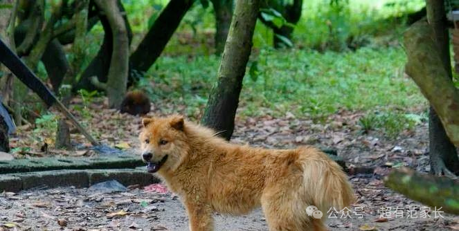 狗不嫌家贫但嫌家热