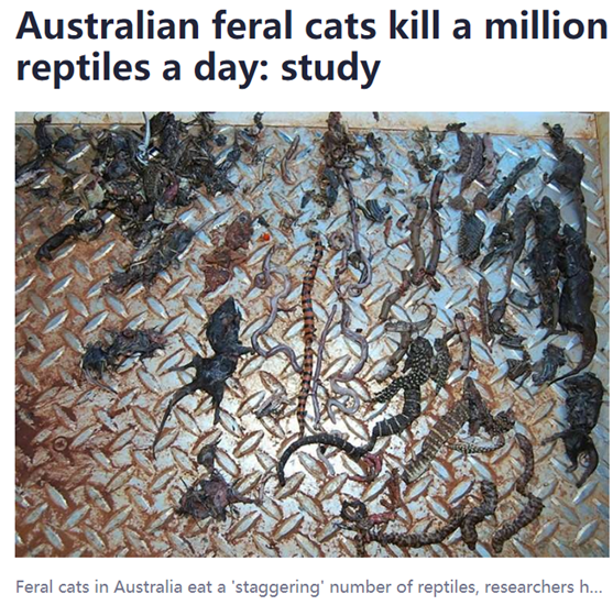 40万粉网红虐猫，各种酷刑让人不寒而栗！有支持者：澳大利亚还立法杀猫呢（组图） - 4