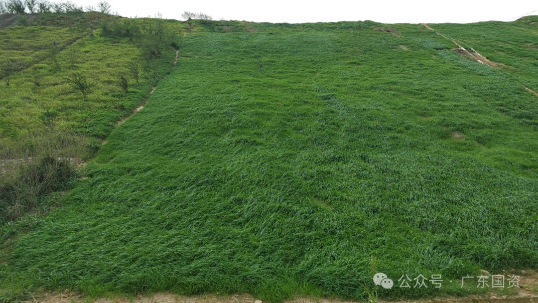【世界地球日】环保总院:为矿山复绿,为地球"美容"