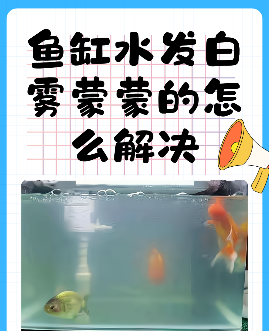 榄仁叶用大叶还是小叶_榄仁叶 灯鱼_榄仁叶