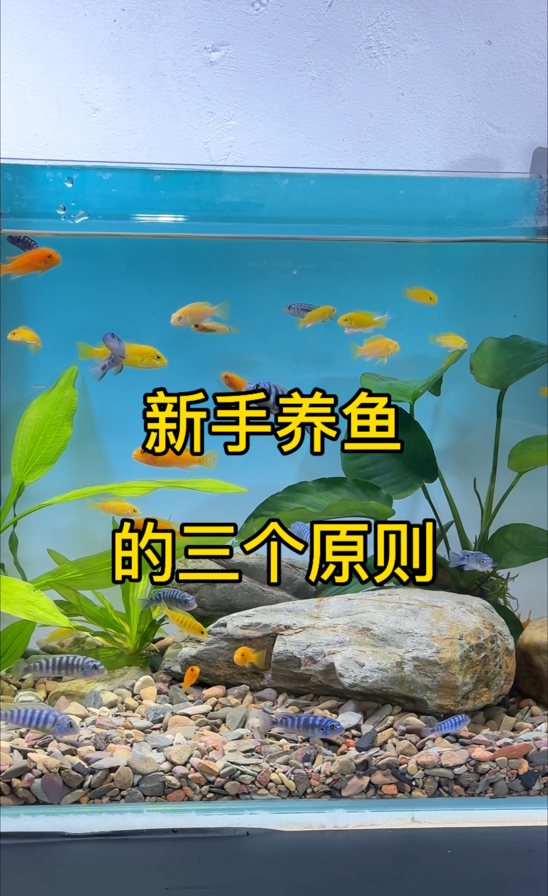 榄仁叶_榄仁叶 灯鱼_榄仁叶用大叶还是小叶