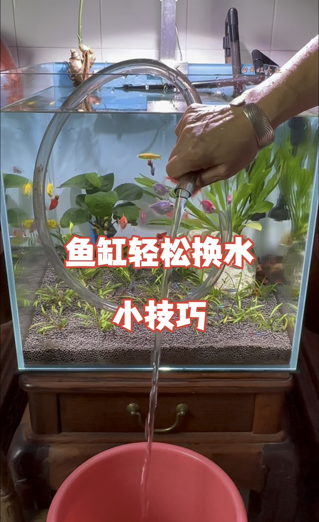 榄仁叶 灯鱼_榄仁叶用大叶还是小叶_榄仁叶