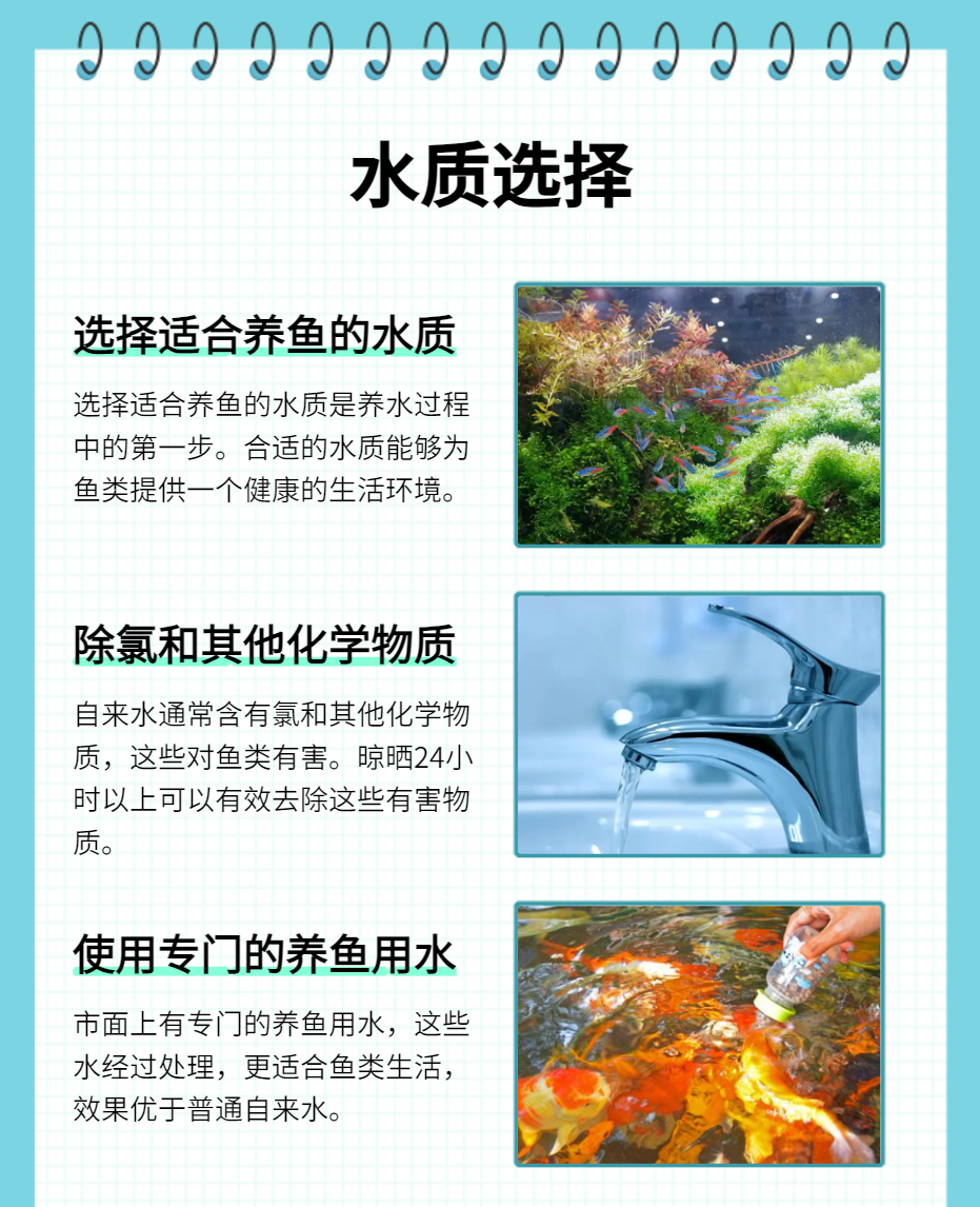 榄仁叶_榄仁叶用大叶还是小叶_榄仁叶 灯鱼