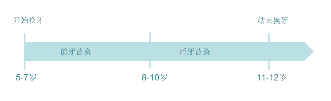 曲面断层片怎么看换牙与身高有关吗？关于孩子换牙的所有疑问一篇说清_https://www.jmylbn.com_新闻资讯_第3张