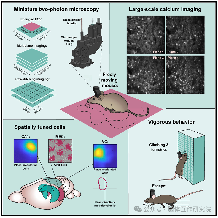 脑体互作研究—神经药效评价实验外包平台