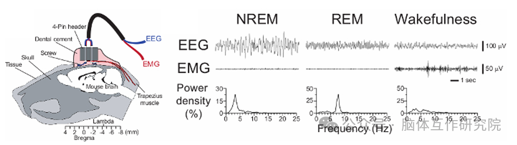 脑体互作研究—神经药效评价实验外包平台