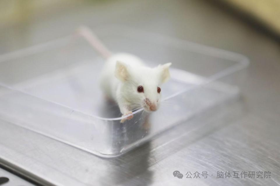 脑体互作研究—神经药效评价实验外包平台