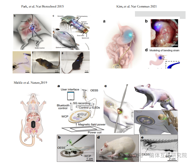 脑体互作研究—神经药效评价实验外包平台
