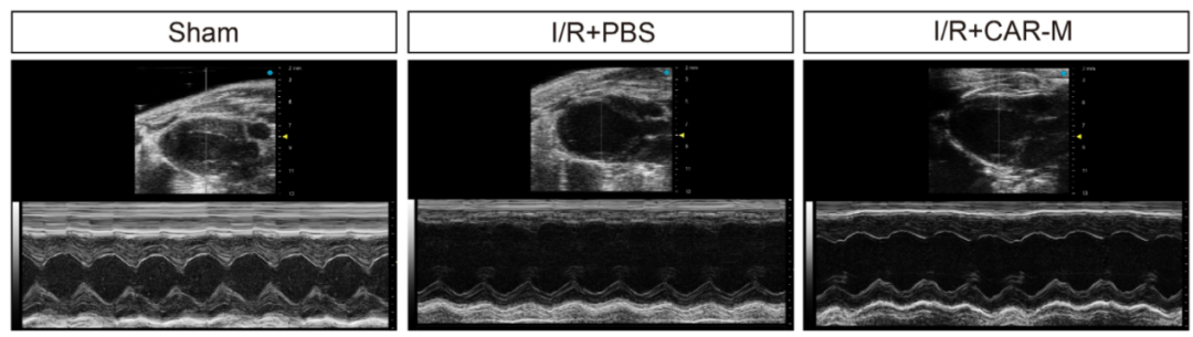 脑体互作研究—神经药效评价实验外包平台