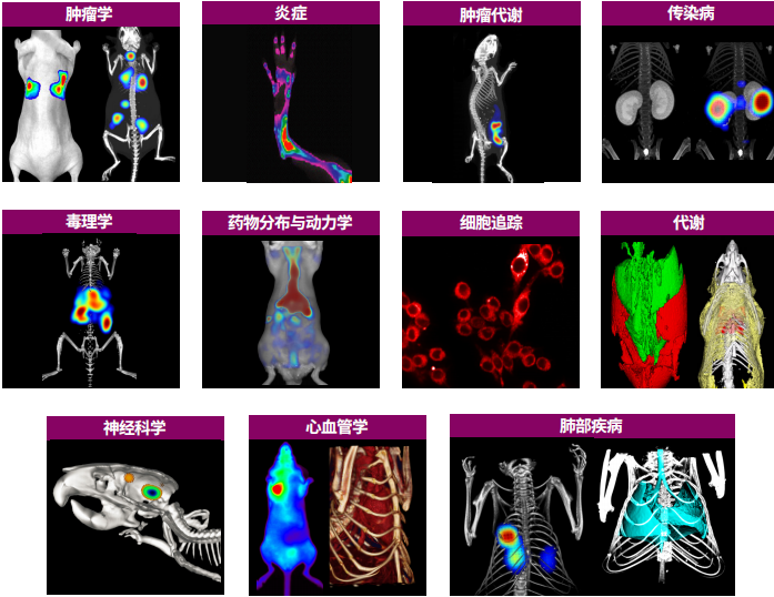 脑体互作研究—神经药效评价实验外包平台