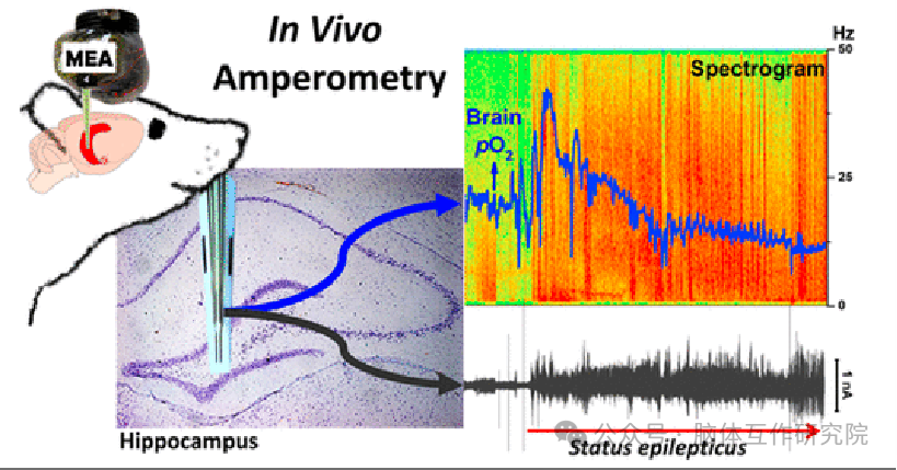 脑体互作研究—神经药效评价实验外包平台
