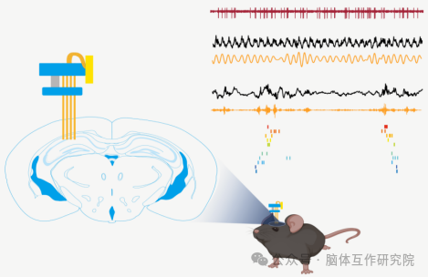脑体互作研究—神经药效评价实验外包平台